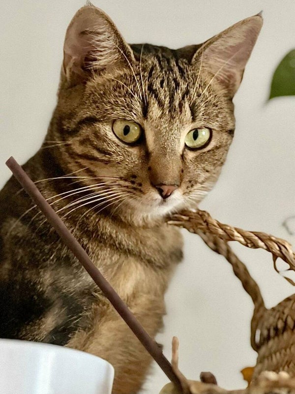 SAVANNAH