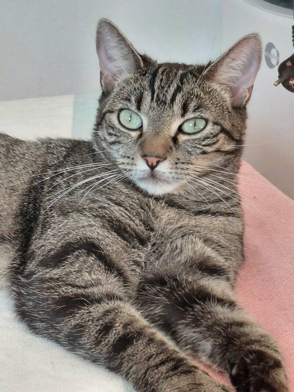 SAVANNAH