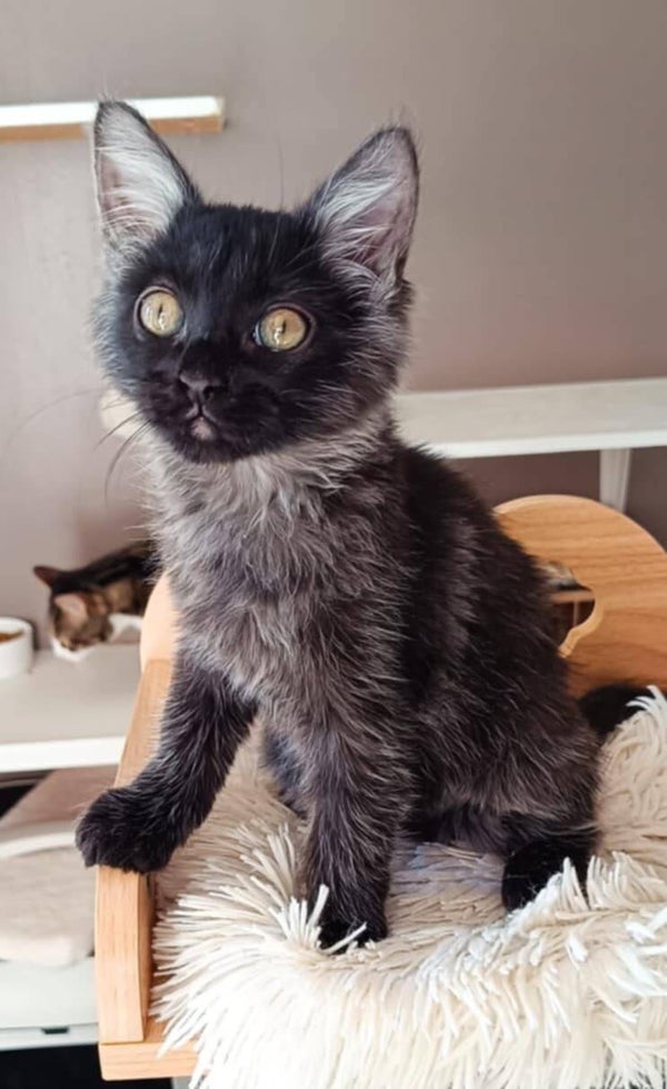 SIRIUS a rejoint sa famille le 13 octobre 2025 avec Minerva