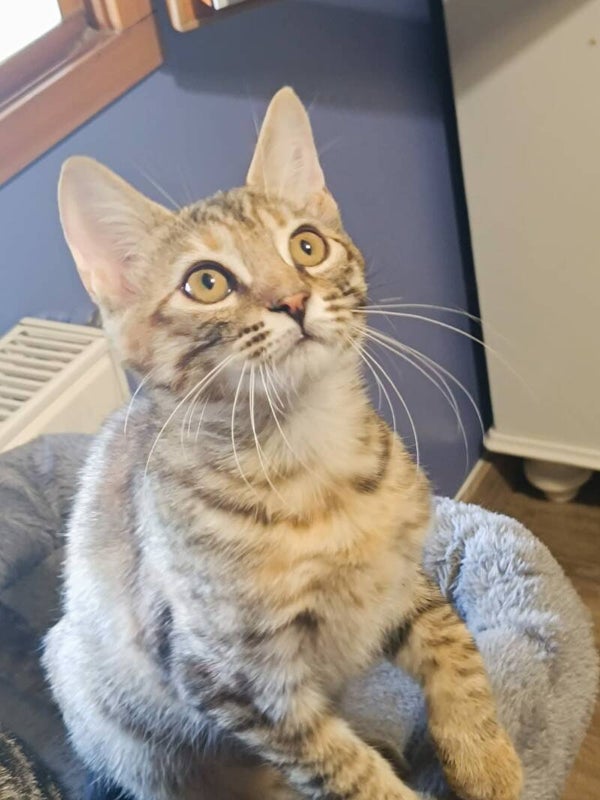SORA