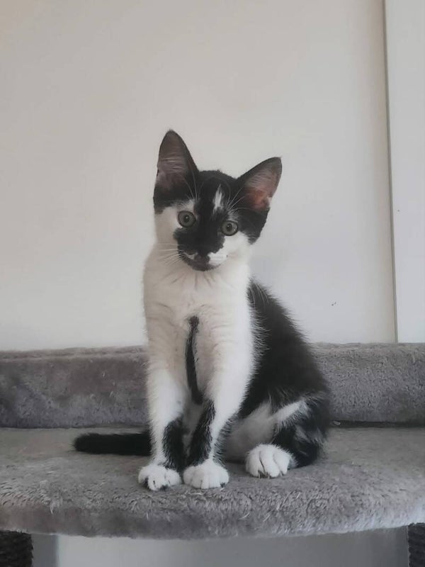 SUKI