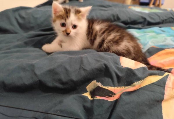 TIGROU a rejoint sa famille le 18 aout 2025