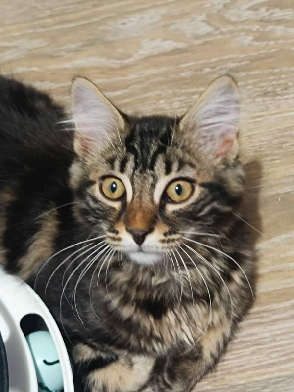 TITUS