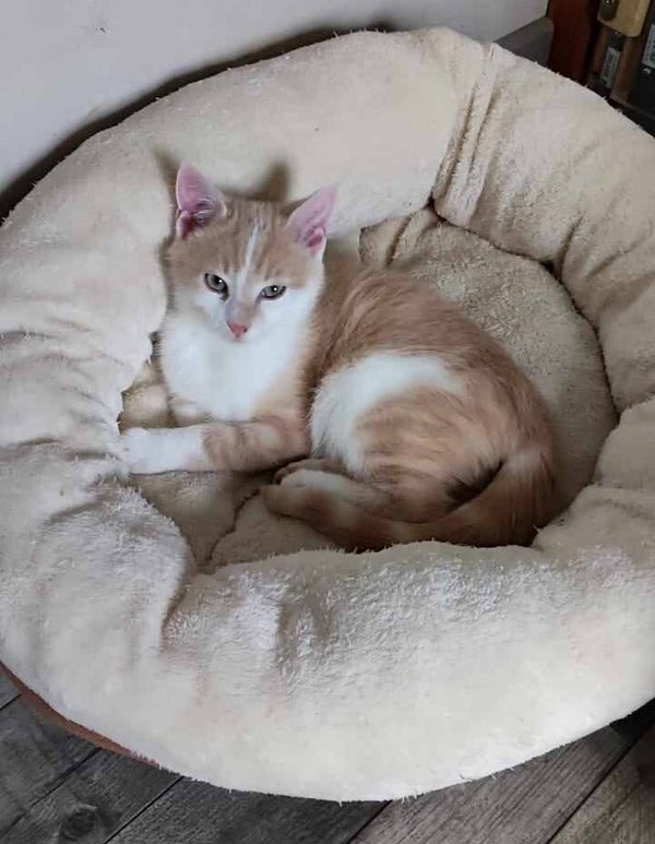 TOFFEE est parti dans sa famille le 27 novembre