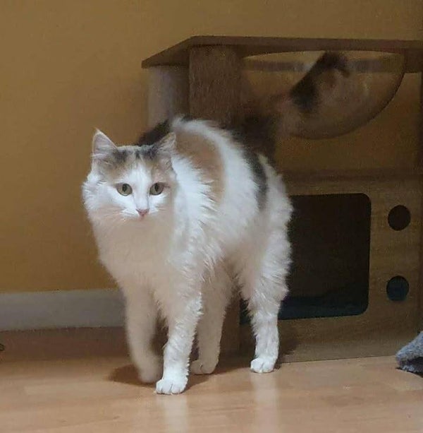 VAYA a rejoint sa famille le 18 novembre 2025