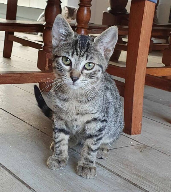 VIRGULE a été adoptée le 28/08/2024