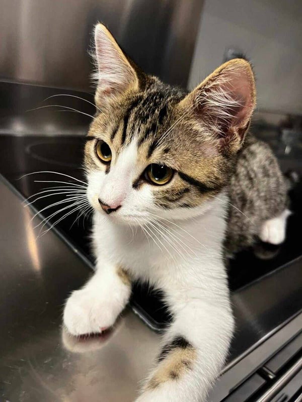 WASABI a été adopté le 25 août 2024