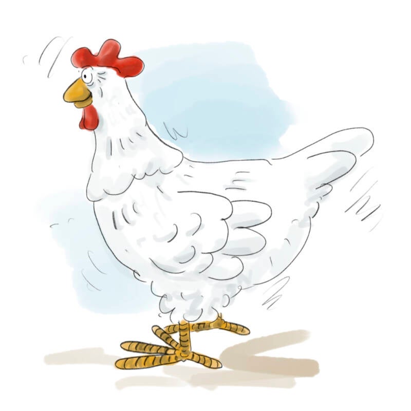 Illustration, Bergmannshuhn im Profil