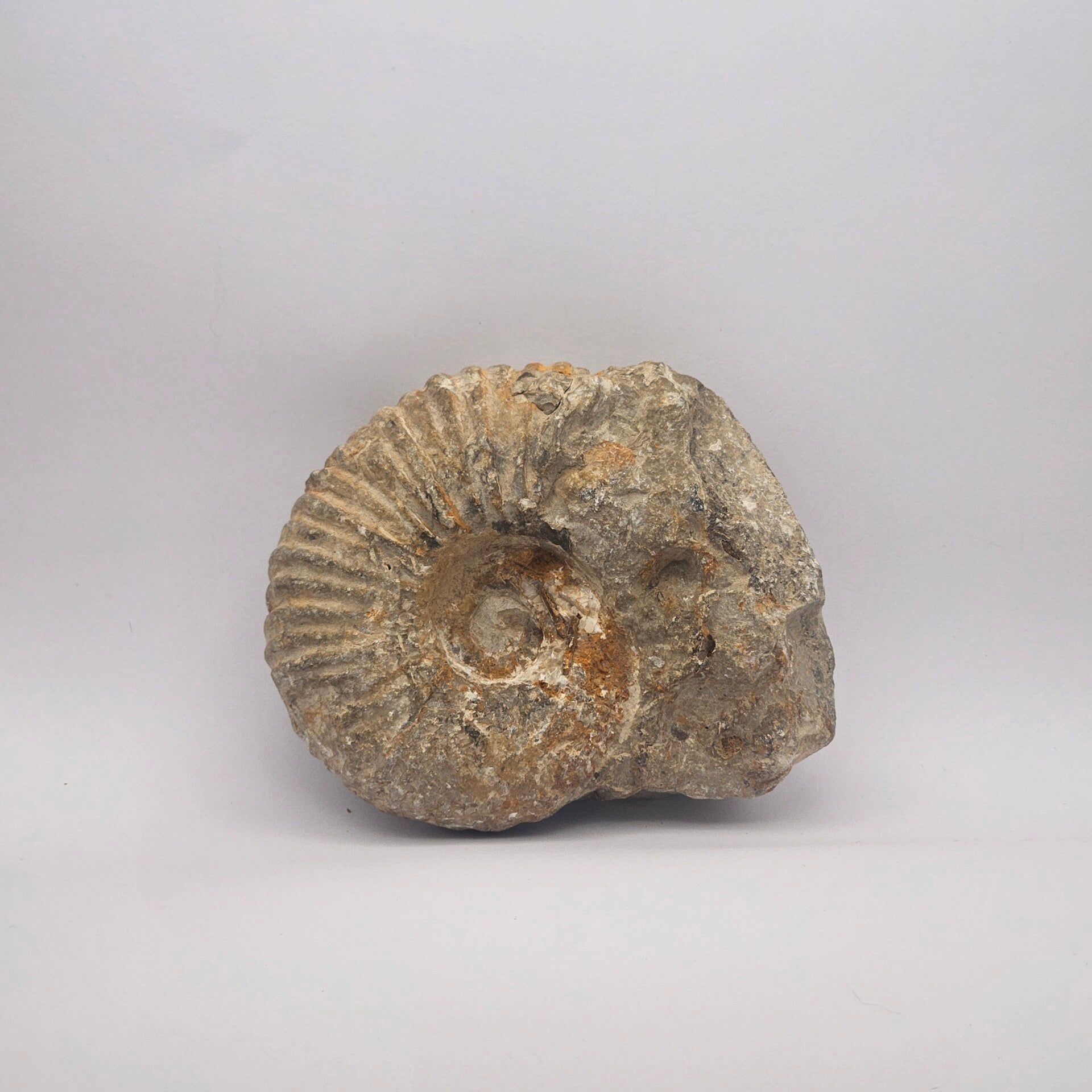AMMONITE FÓSIL NATURAL CON MATRIZ (Aprox. 500g)