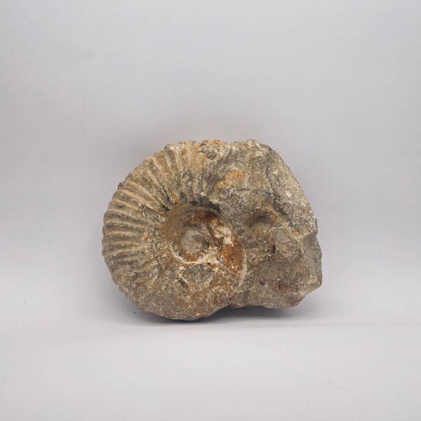 AMMONITE FÓSIL NATURAL CON MATRIZ (Aprox. 500g)