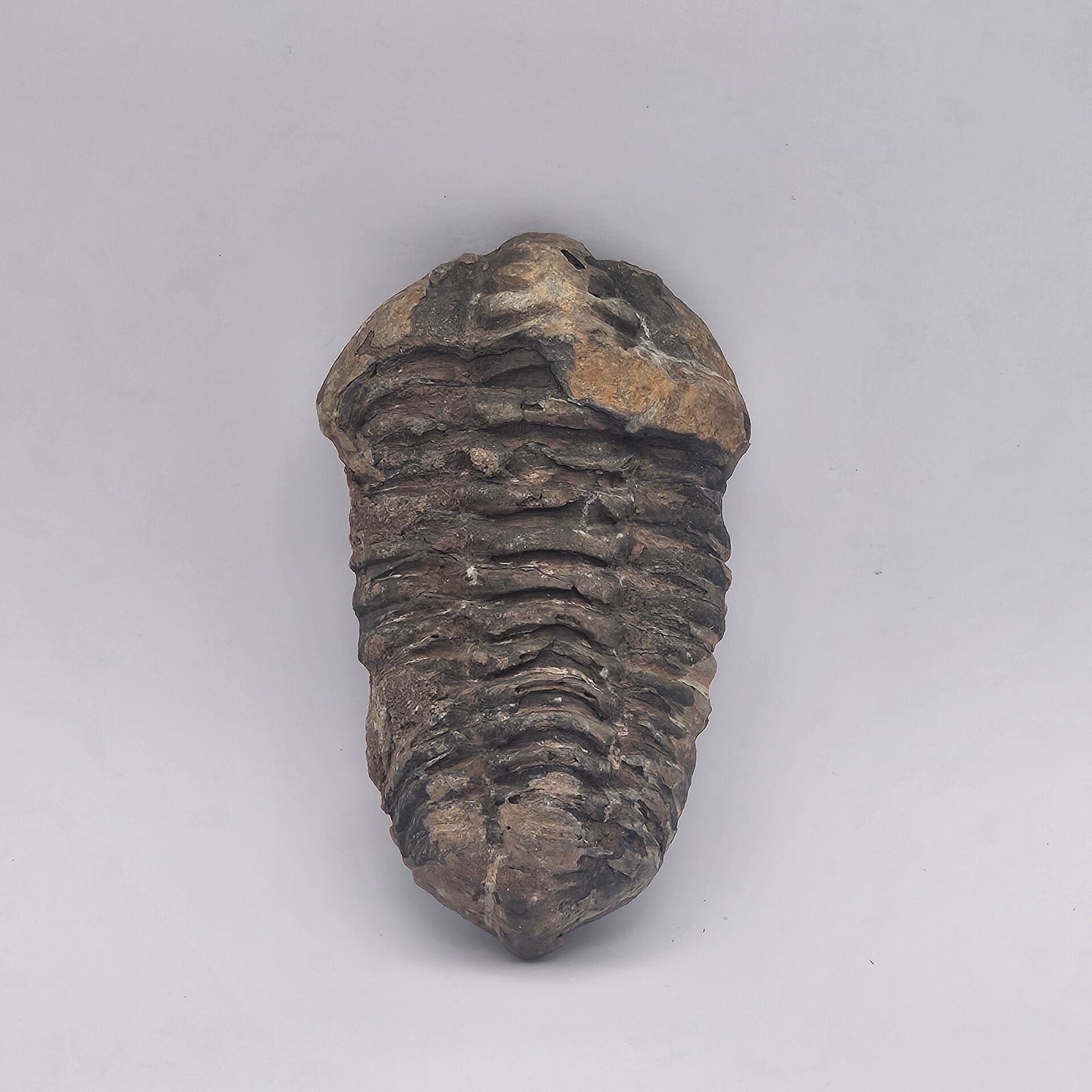 FÓSIL AUTÉNTICO DE TRILOBITE