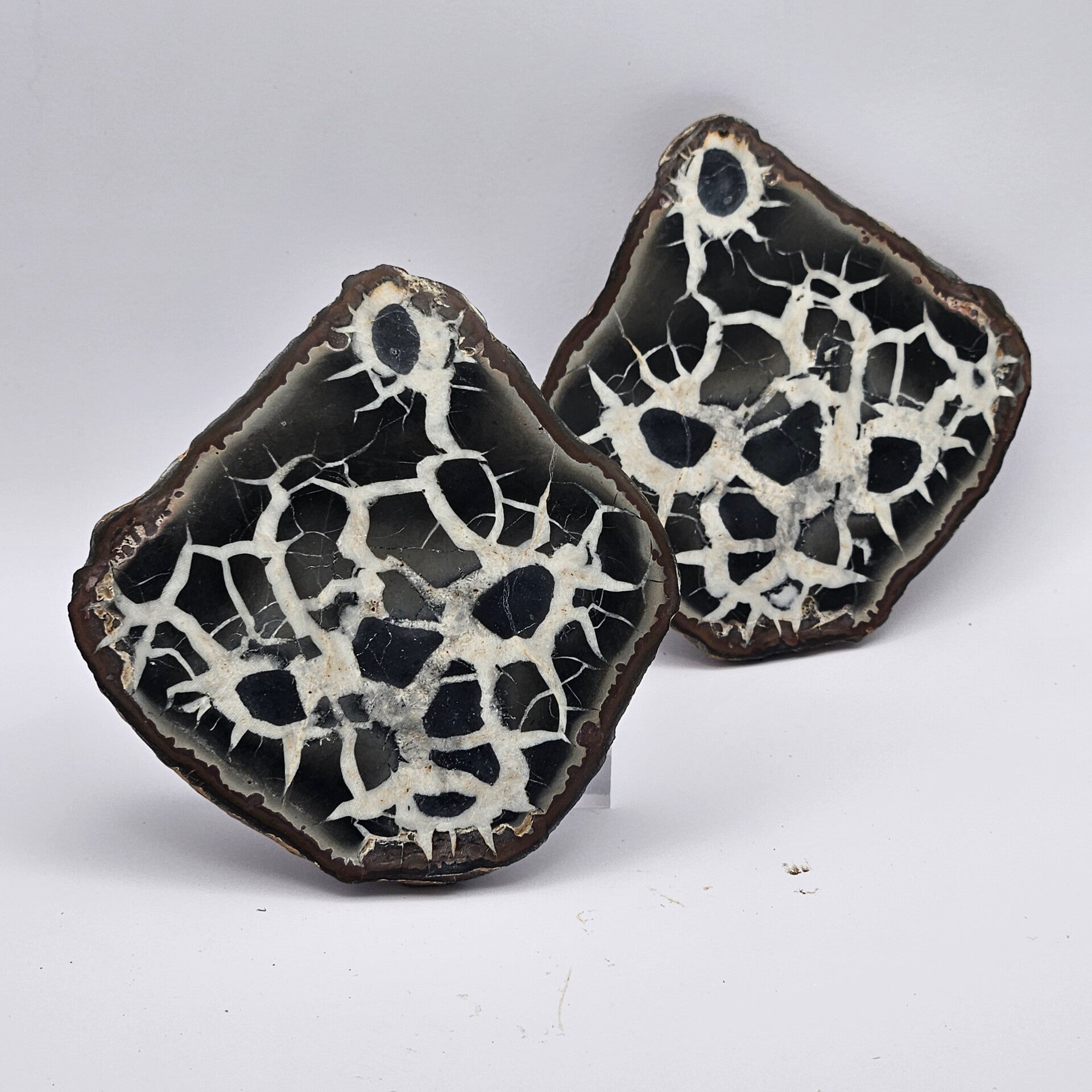 SEPTARIA PULIDA "PIEDRA DRAGON" 10-12 cm