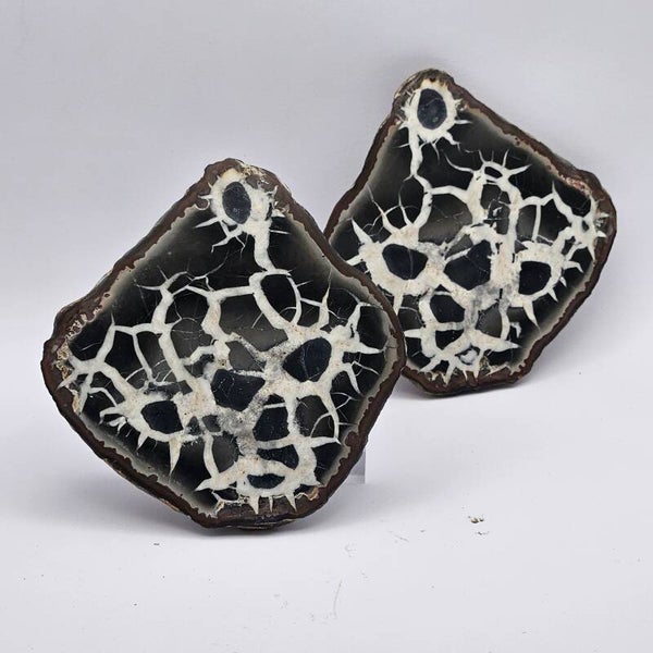 SEPTARIA PULIDA "PIEDRA DRAGON" 10-12 cm