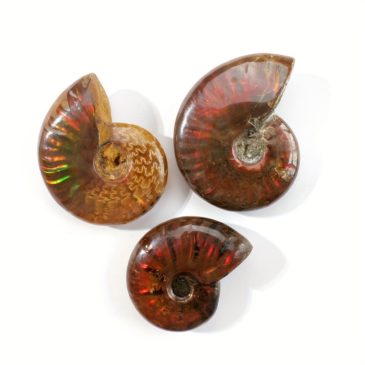 AMMONITE 3-4cm
