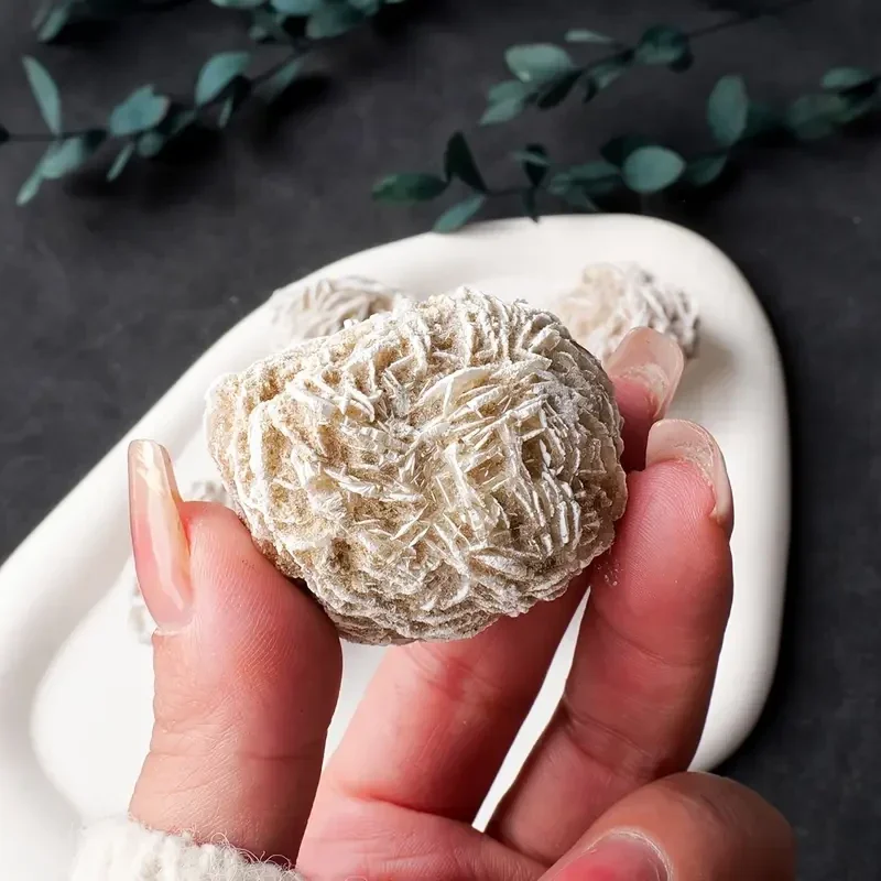 ROSA DEL DESIERTO NATURAL (3-4 CM)