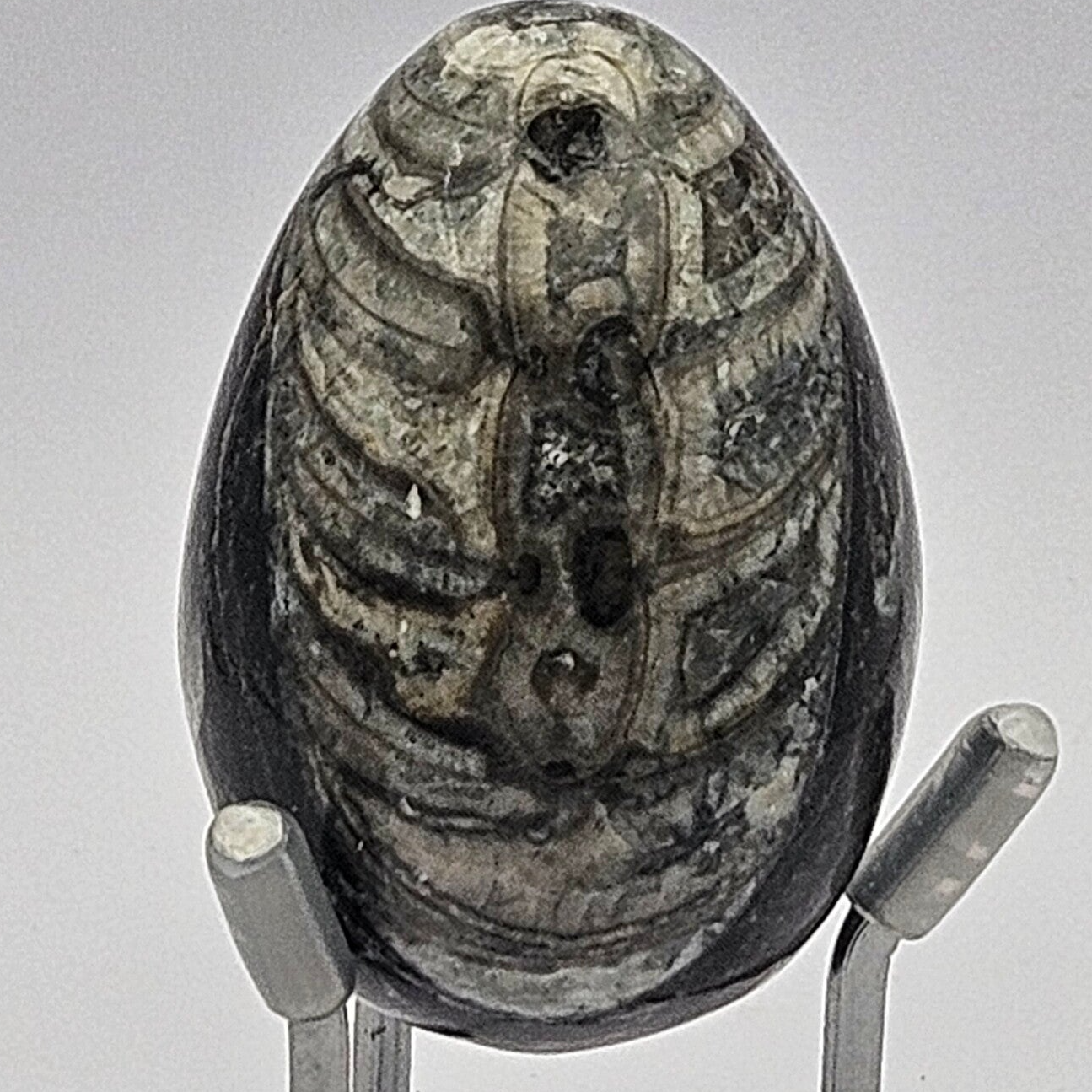 FÓSIL DE ORTHOCERAS PULIDO