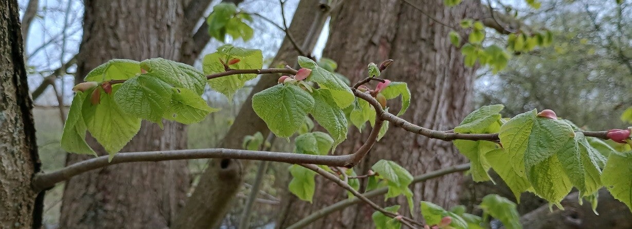 Tak van lindeboom met jong blad en veel zon Elinde
