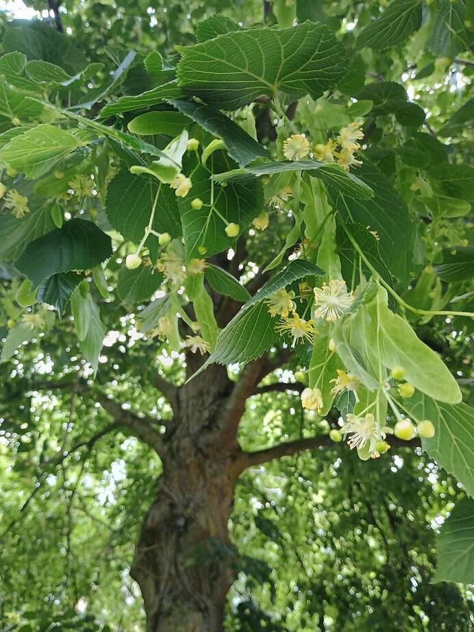 Lindeboom met bloesems en balderen Elinde