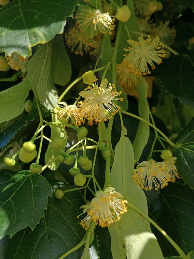 Lindebloesems en lindevruchtjes aan boom Elinde