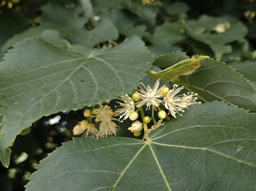 Lindebloesems aan boom Elinde