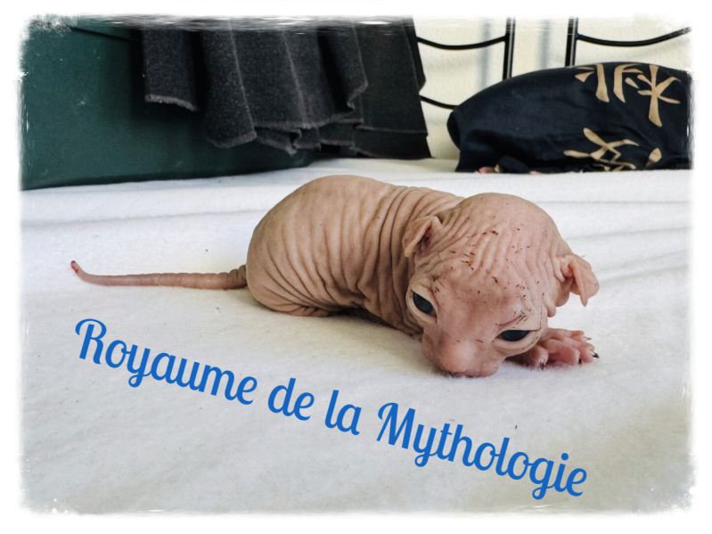 chaton sphynx mâle genève suisse