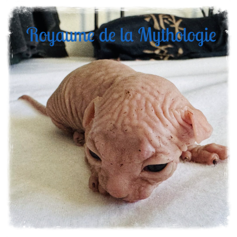 Chaton sphynx mâle couleur crème