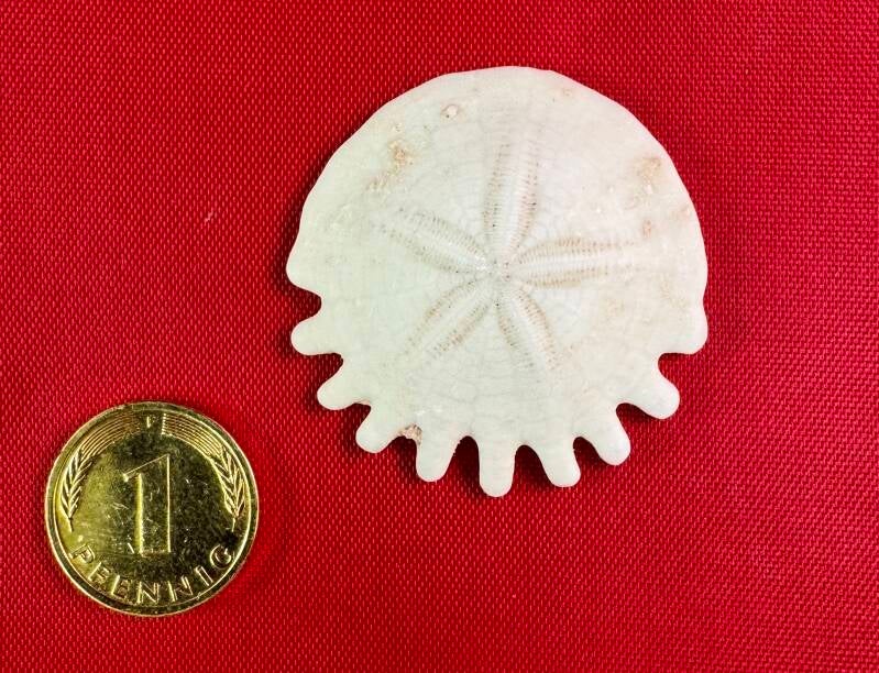 Neu in der Sammlung: Heliophora rumphii, Miozän, Mauretanien