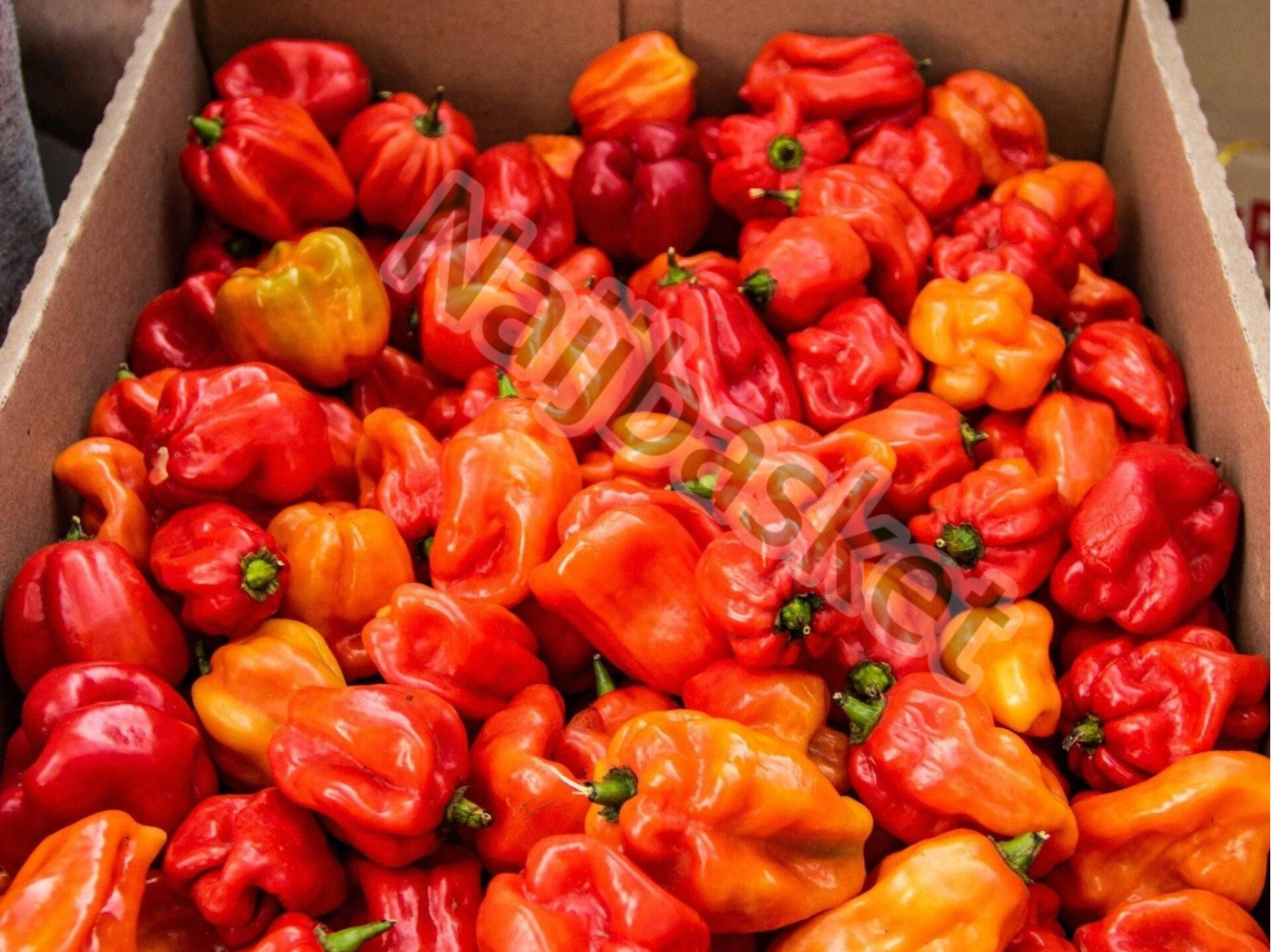 Scotch bonnet