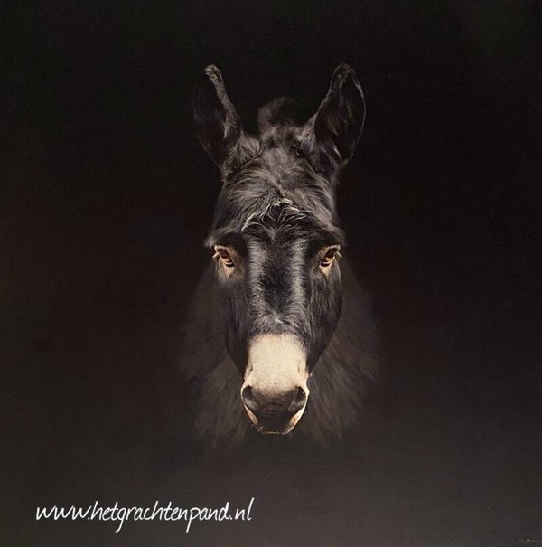 Donkey - Schilderij printed