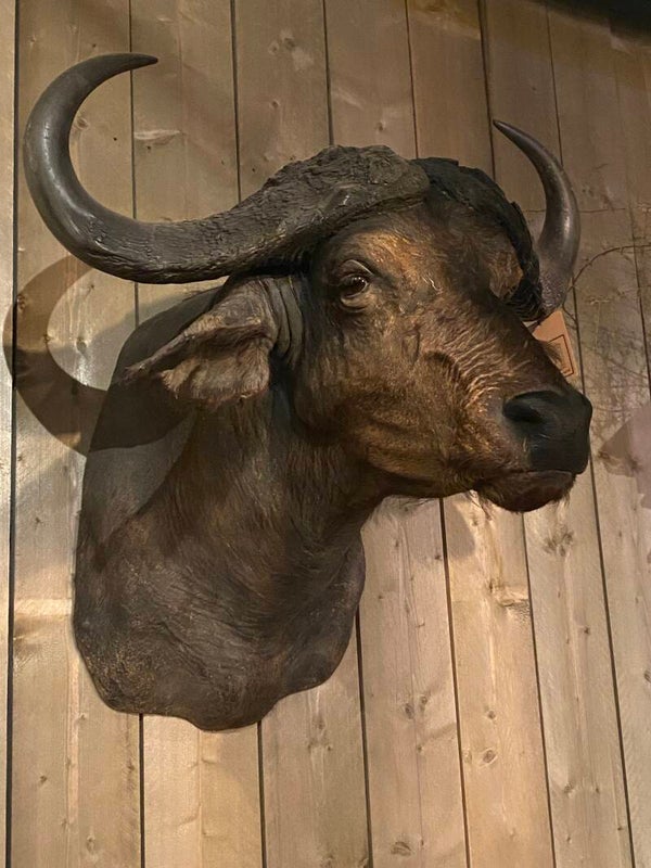 Opgezette Waterbuffel