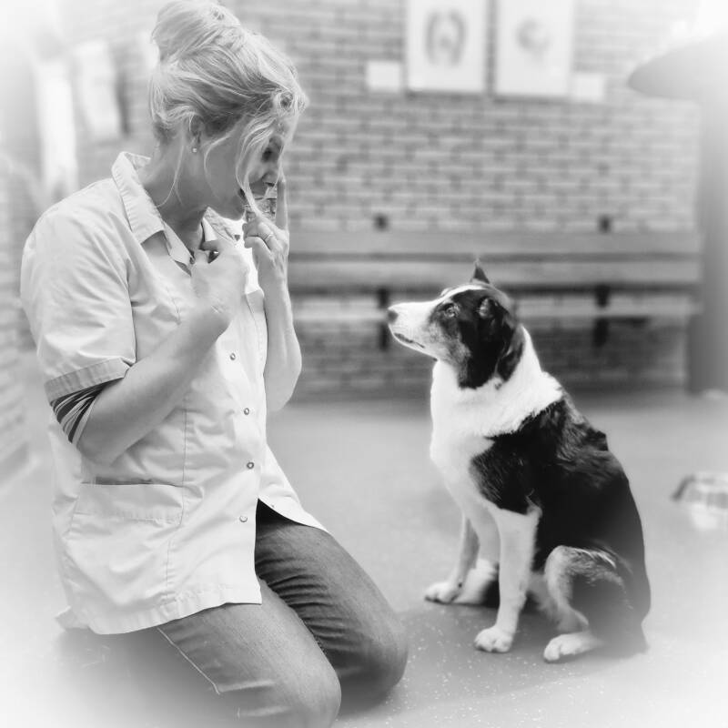 dierenarts, dierportret, hondenportret, aquarel