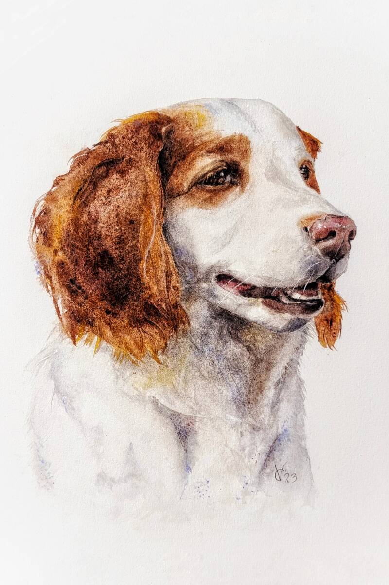 dierportret, aquarel, Chantal Verheijen