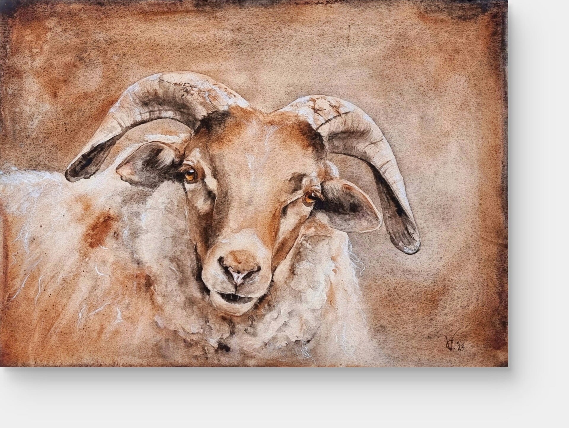 schaap, mixed media, gemengde technieken, aquarel