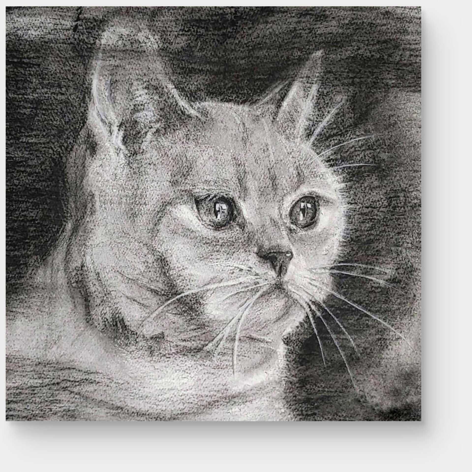 portret kat houtskool