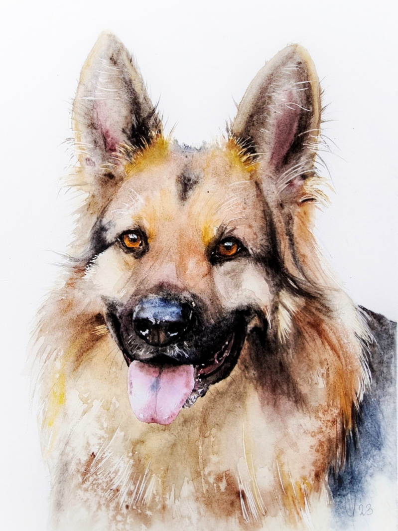 aquarel, dierportret, Duitse Herder, Chantal Verheijen 