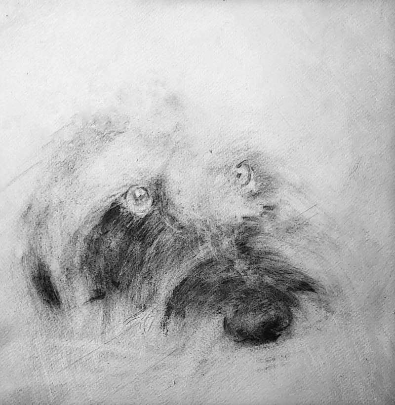 portret hond houtskool