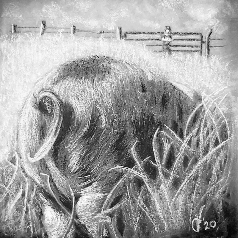 portret varken houtskool