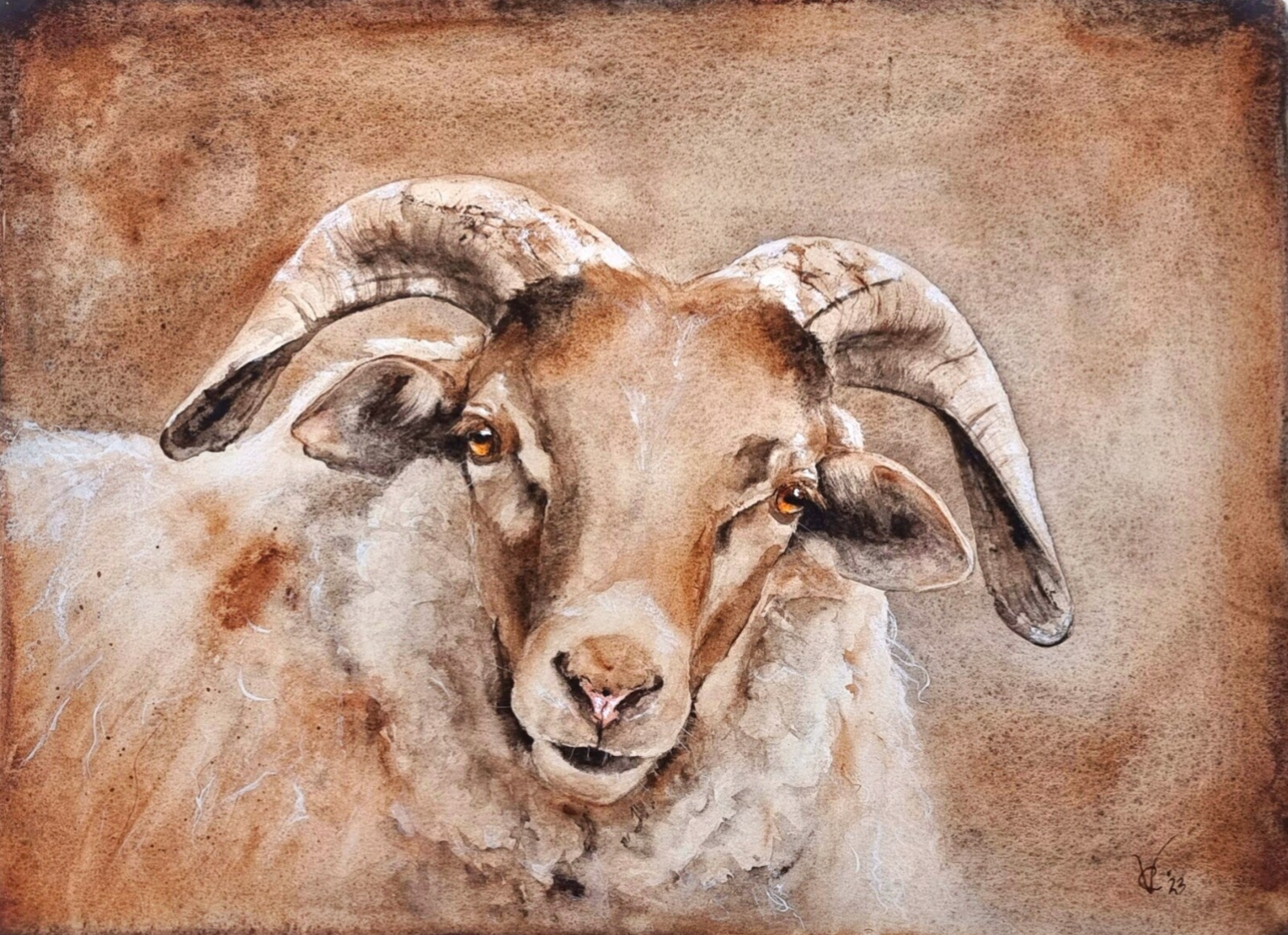 schaap, mixed media, gemengde technieken, aquarel