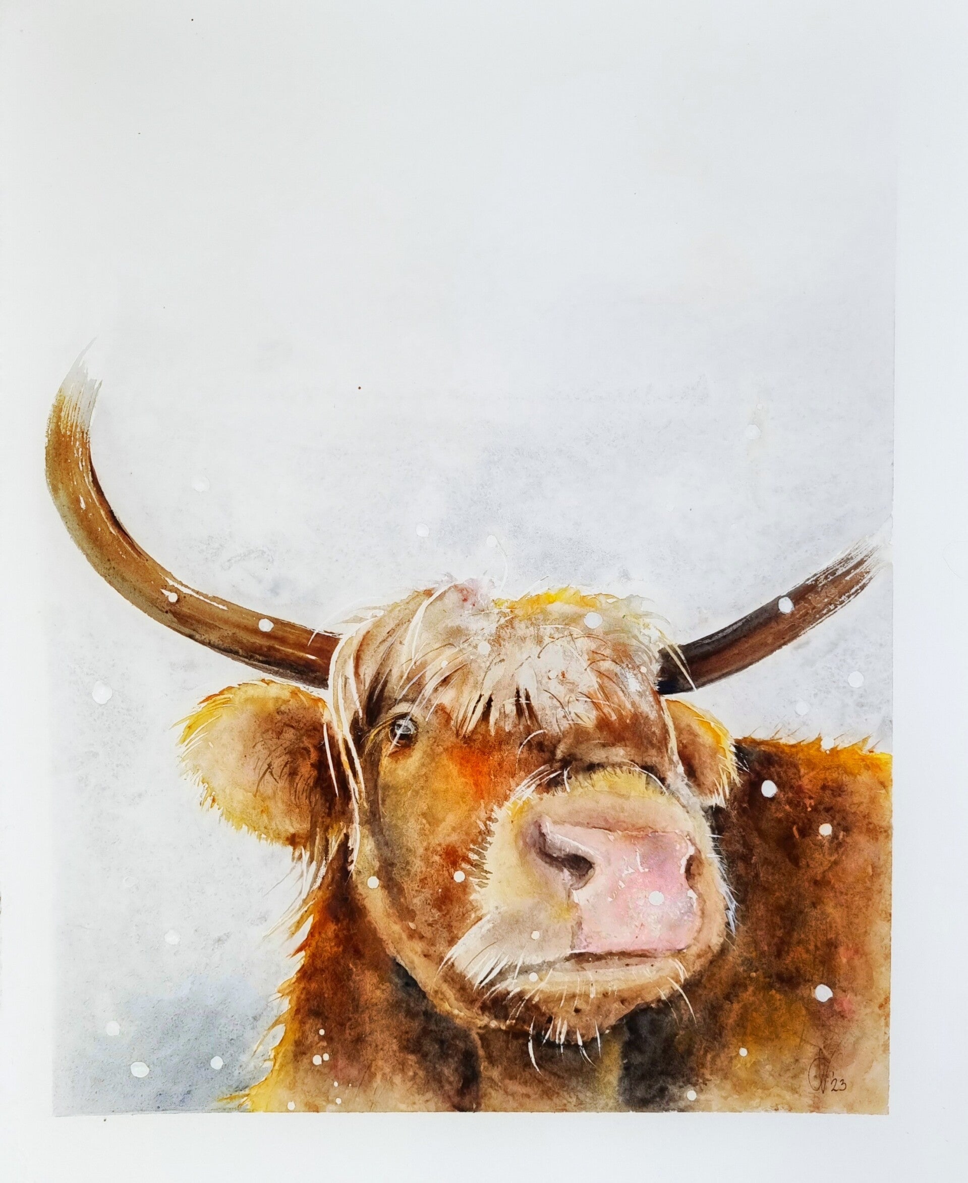 aquarel Schotse Hooglander