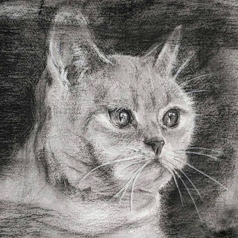 portret kat houtskool