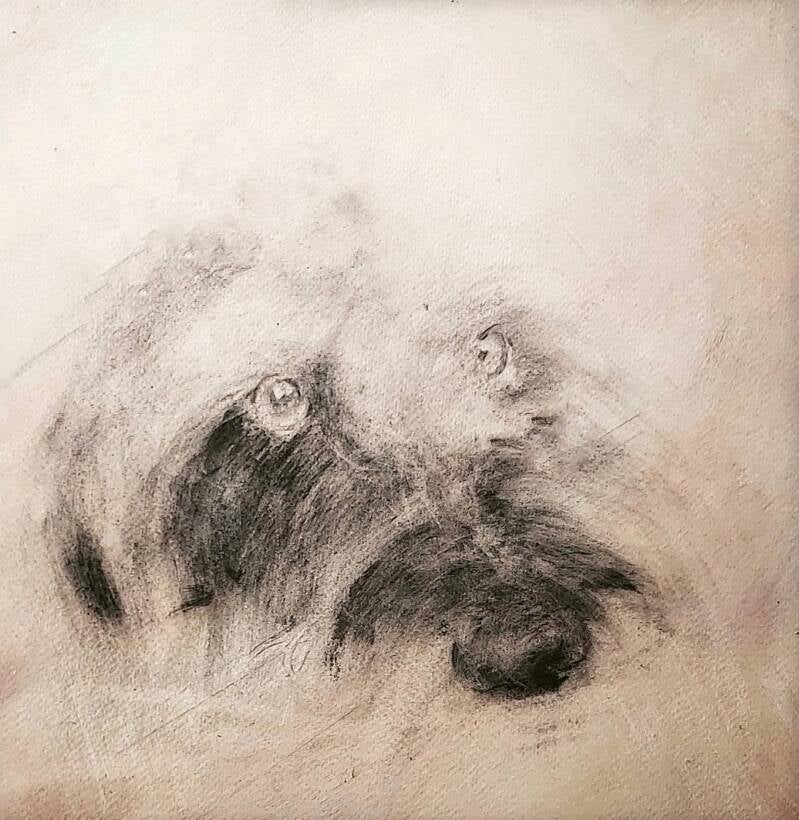 portret hond houtskool