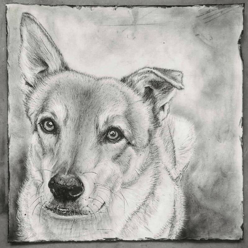 Dierportret houtskool