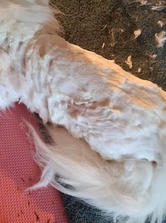 Bovenaanzicht van een witte Maine Coon met een lion cut.
