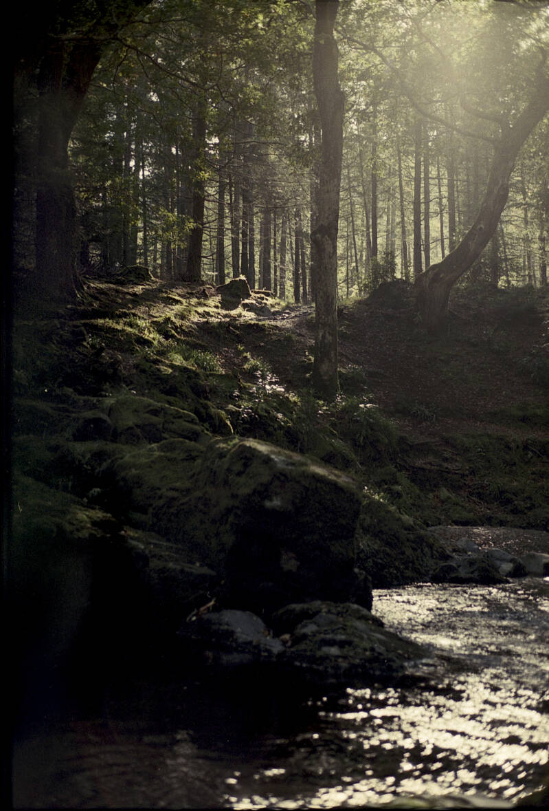 Analogue, Northern-Ireland, Tollymore Forest Park