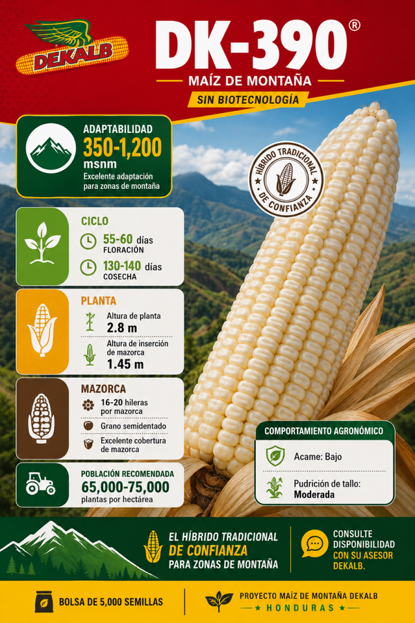 Híbrido de grano blanco DK390
