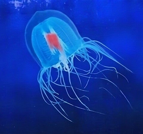 Medusa immortale - GufoBlog