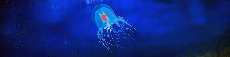 Medusa immortale - GufoBlog