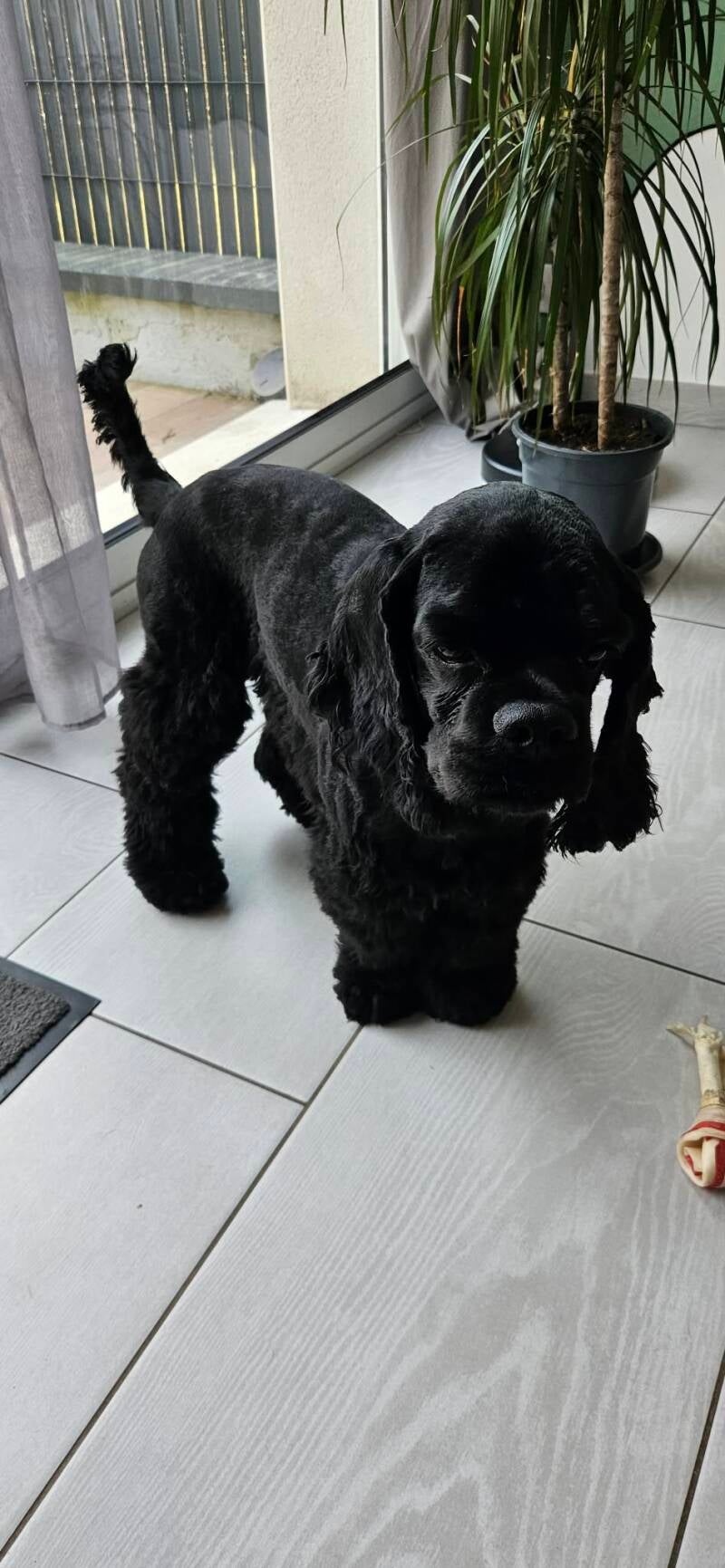 Albert