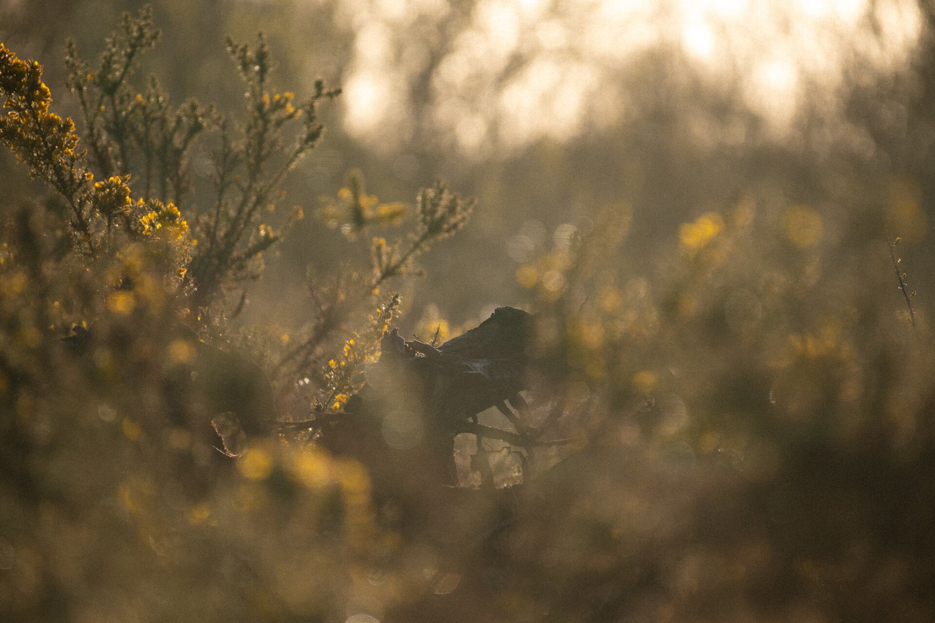 Natuur
