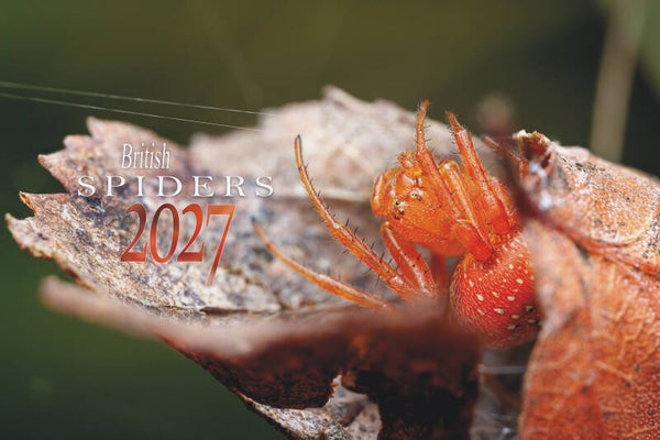 British Spiders 2027 Calendar